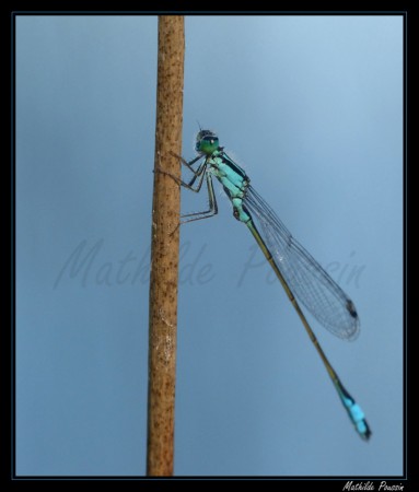 Agrion élégant - Ischnura elegans
